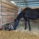 "Madison" - out of Isabella Coats (Owned by Meagan Dean)